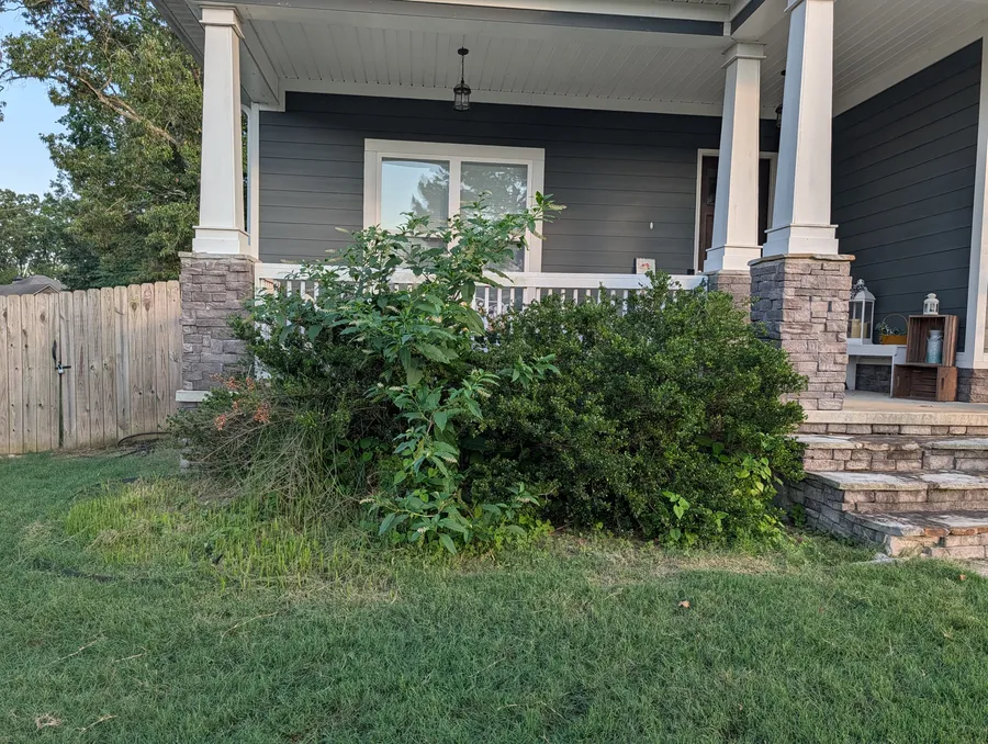 Overgrown foundation flower bed before Terrabyte renovation